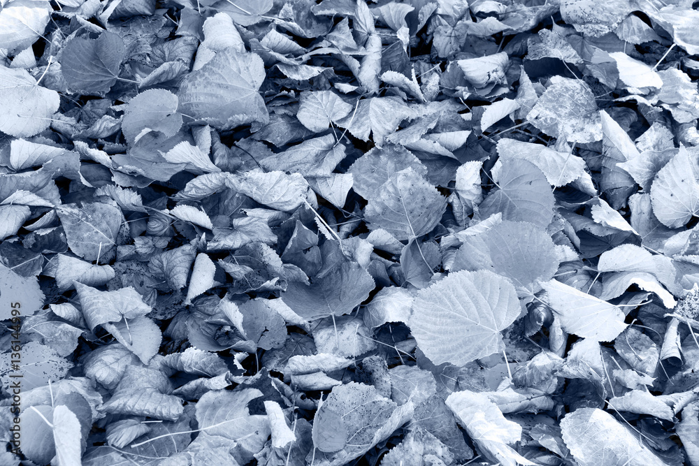 Fallen tree leaves background in monochrome tone color