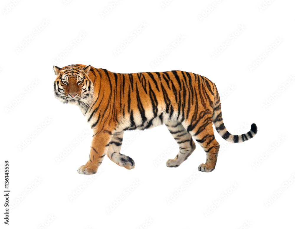 Obraz premium Tygrys syberyjski (P. t. Altaica), znany również jako tygrys amurski