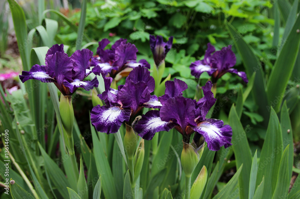 The colorful irises in spring garden.
