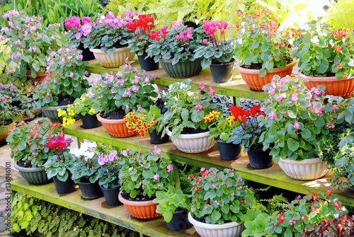 Various types of colorful flowers in pots placed on wooden shelf