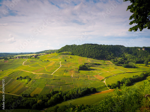 Fototapeta Naklejka Na Ścianę i Meble -  grapevine landscape with village