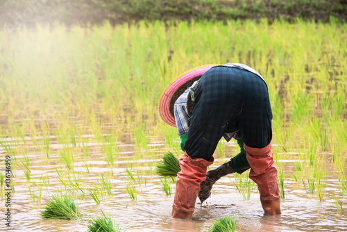 Farmer in the rice field