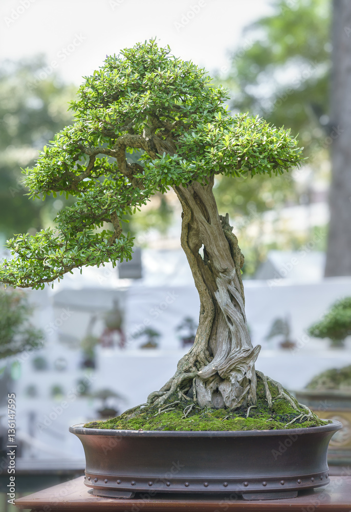 Green bonsai tree in a pot plant in the shape of the stem is shaped artisans  create beautiful art in nature Stock Photo | Adobe Stock