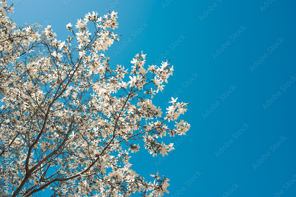 Beautiful cherry blossom sakura in spring time over blue sky.