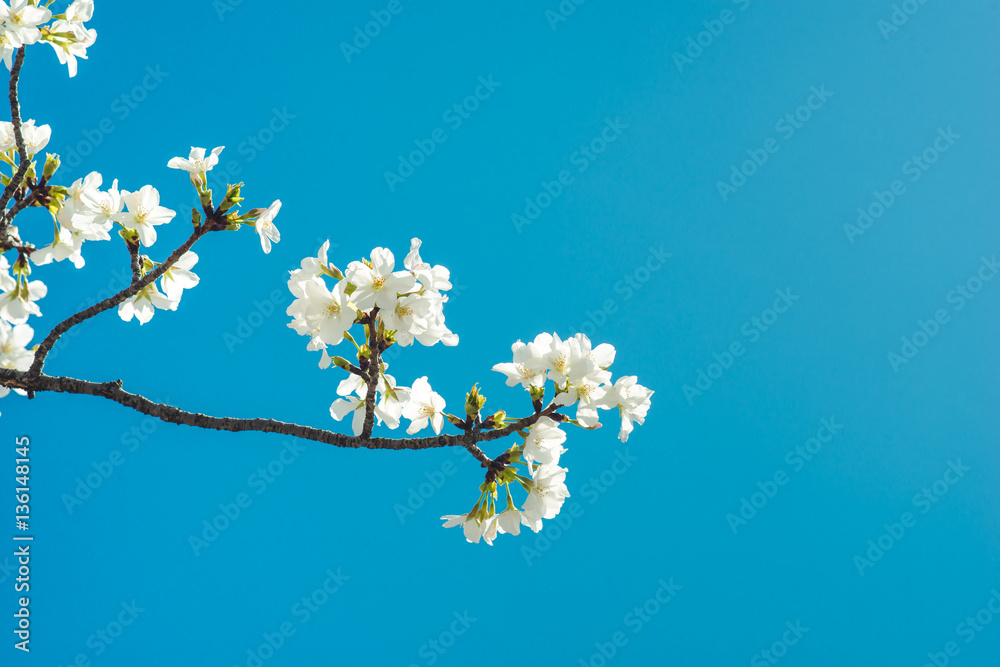 Beautiful cherry blossom sakura in spring time over blue sky. Beautiful cherry blossom sakura in spring time over blue sky.