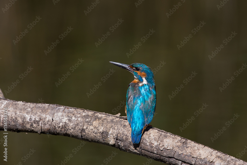 Naklejka premium male common kingfisher (Alcedo atthis) sitting on branch