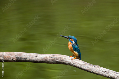 male common kingfisher (Alcedo atthis) sitting on branch