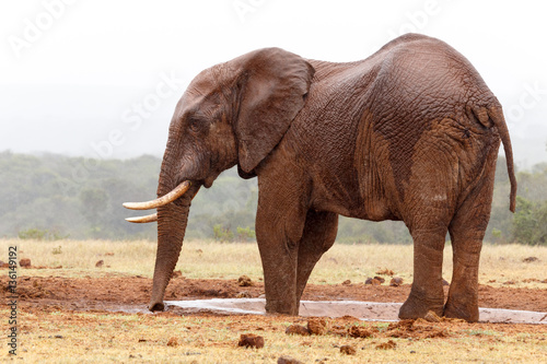 Bush Elephant standing at the dam