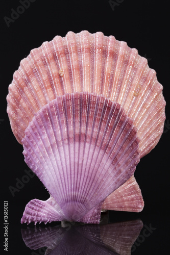 Colorful sea shells of mollusk isolated on black background