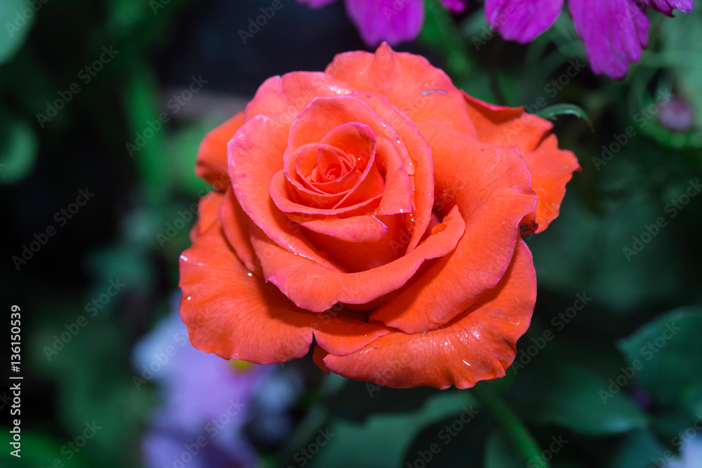 fresh Red rose flower in Thailand garden
fresh Red rose flower in Thailand garden
