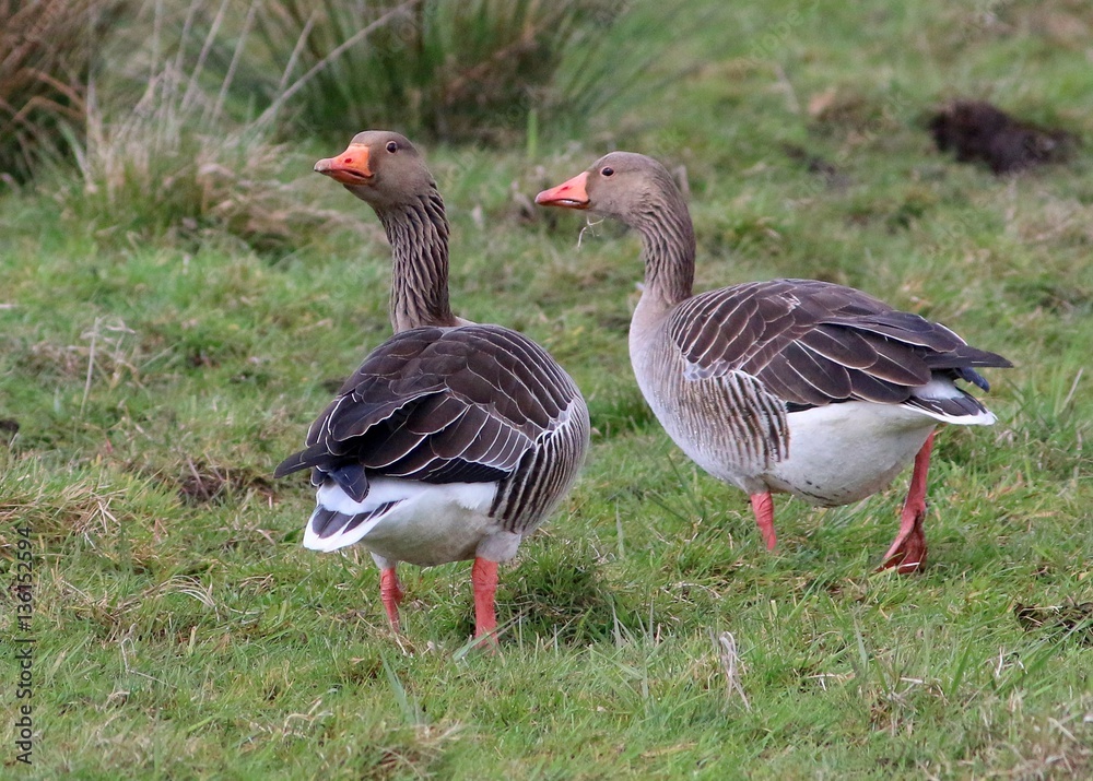 Pair of Greylag geese (Anser Anser) in a meadow, looking over shoulder Pair of Greylag geese (Anser Anser) in a meadow, looking over shoulder