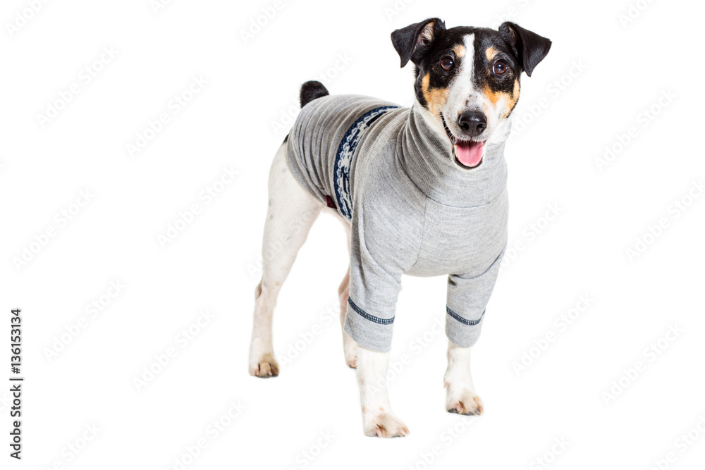 Fox terrier posing in studio on white background. isolated Fox terrier posing in studio on white background. isolated