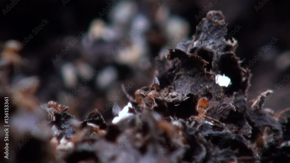 Macro Ants collected eggs back to their nest in the Park-Dan