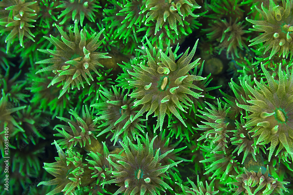 Wallpaper pattern of black sun coral polyp background, Tubastraea micranthus. Wallpaper pattern of black sun coral polyp background, Tubastraea micranthus.