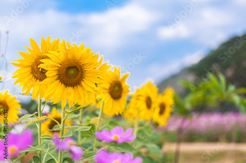 Sunflowers field and cosmos flower with mountain background and blue sky in summer spring time.