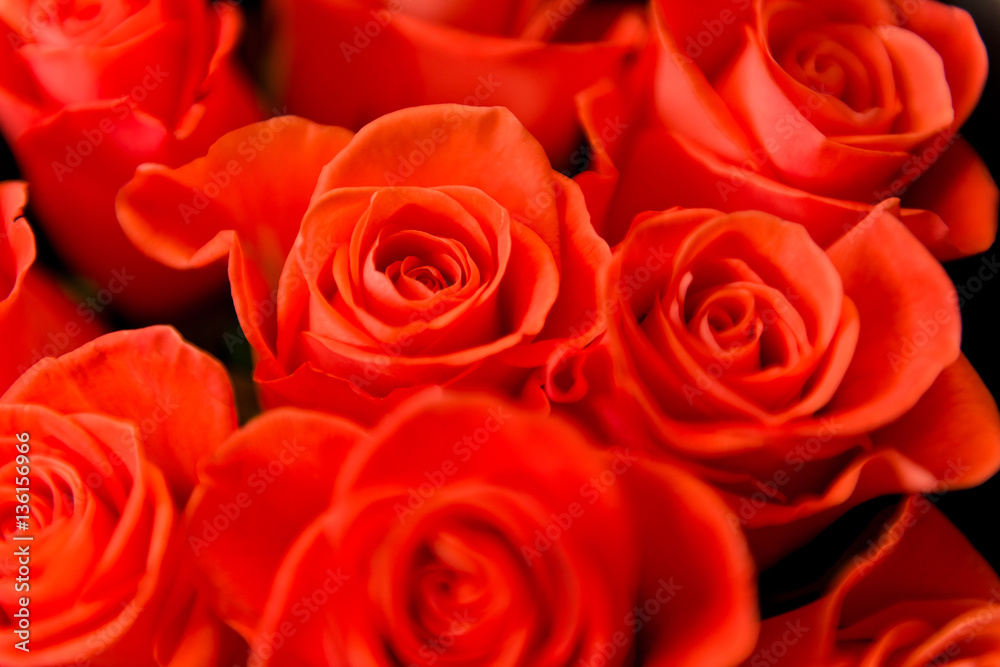 roses closeup with water drops roses closeup with water drops