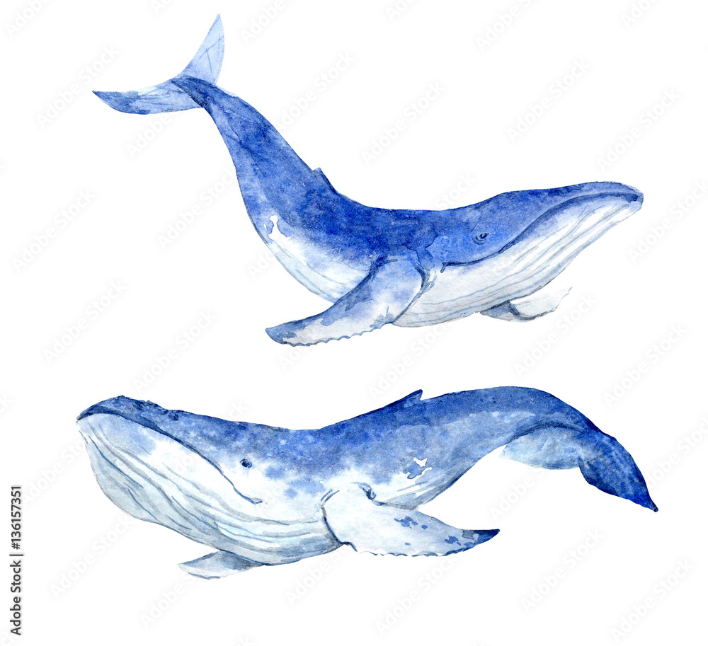 Naklejka premium Watercolor blue whale