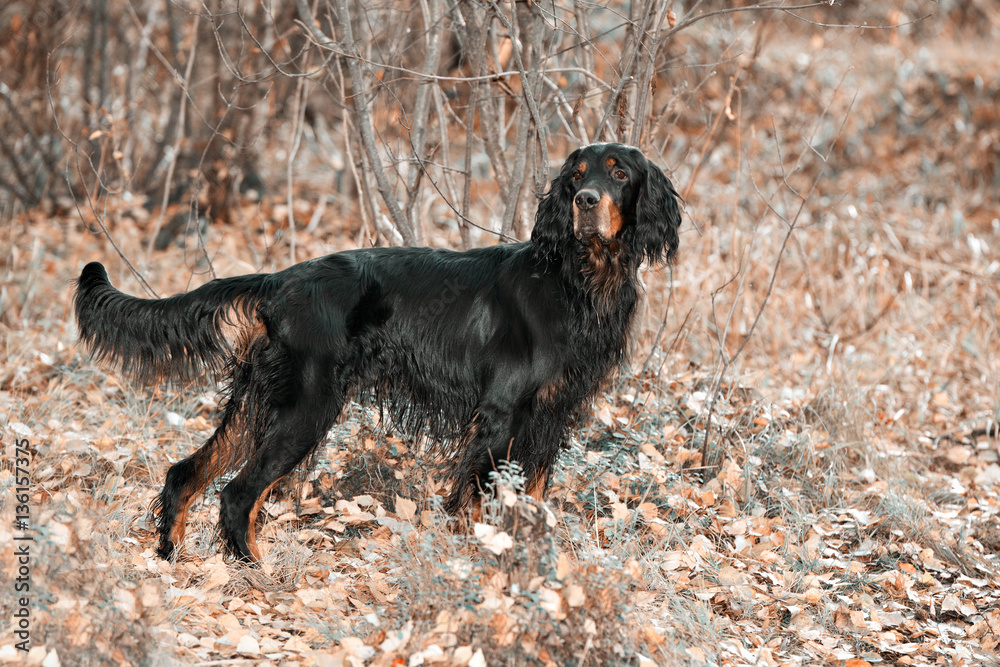 Gordon Setter hunting dog standing in the front in the autumn fo Gordon Setter hunting dog standing in the front in the autumn fo