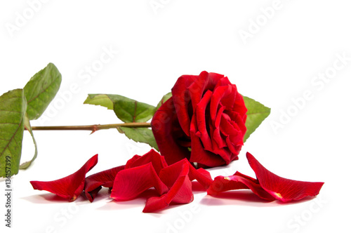 Red rose flower head  . Petals Borderisolated on white background cutout photo