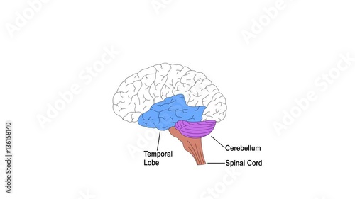 Parts of brain labels animation photo