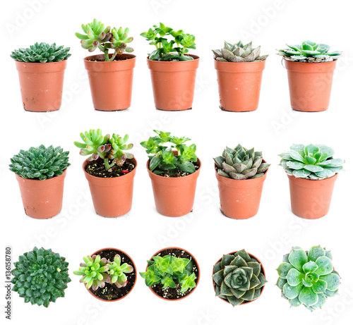 Fotografie, Obraz Set of pot plant Echeveria and other succulents in different typ