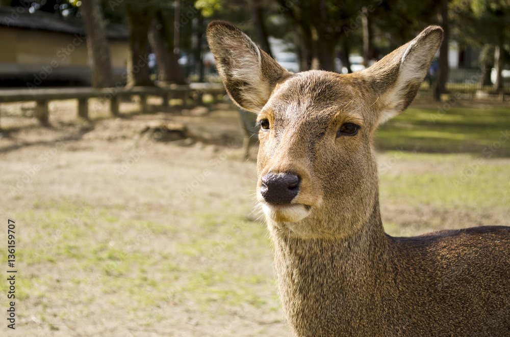 Close up of a Sika Deer