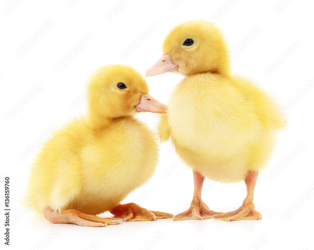 Two yellow ducklings. Two yellow ducklings.