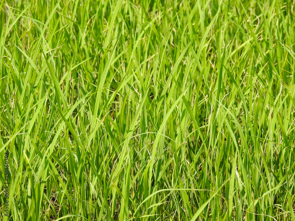 Rice leaf background Rice leaf background