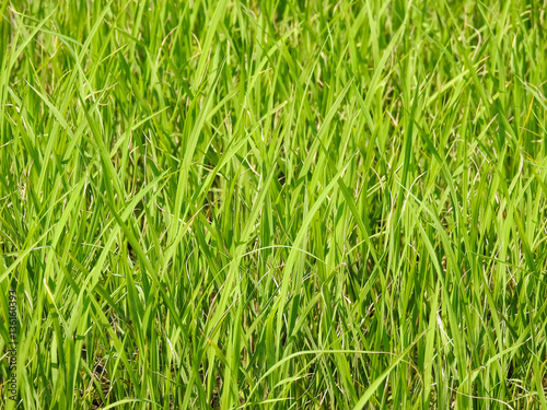 Rice leaf background