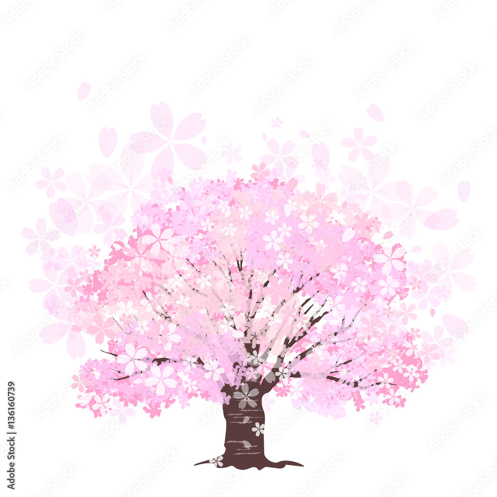 Obraz premium 桜 大木 一本桜