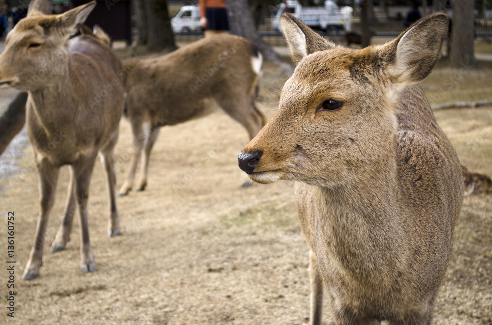 Sika Deer