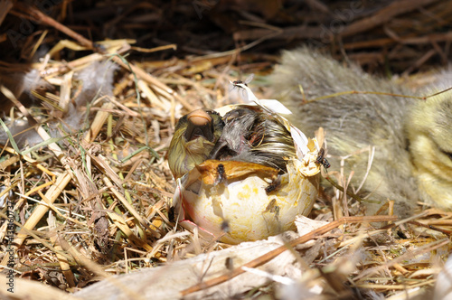 Goose coming out of a egg. Eggs showing cracks. Hatching eggs 