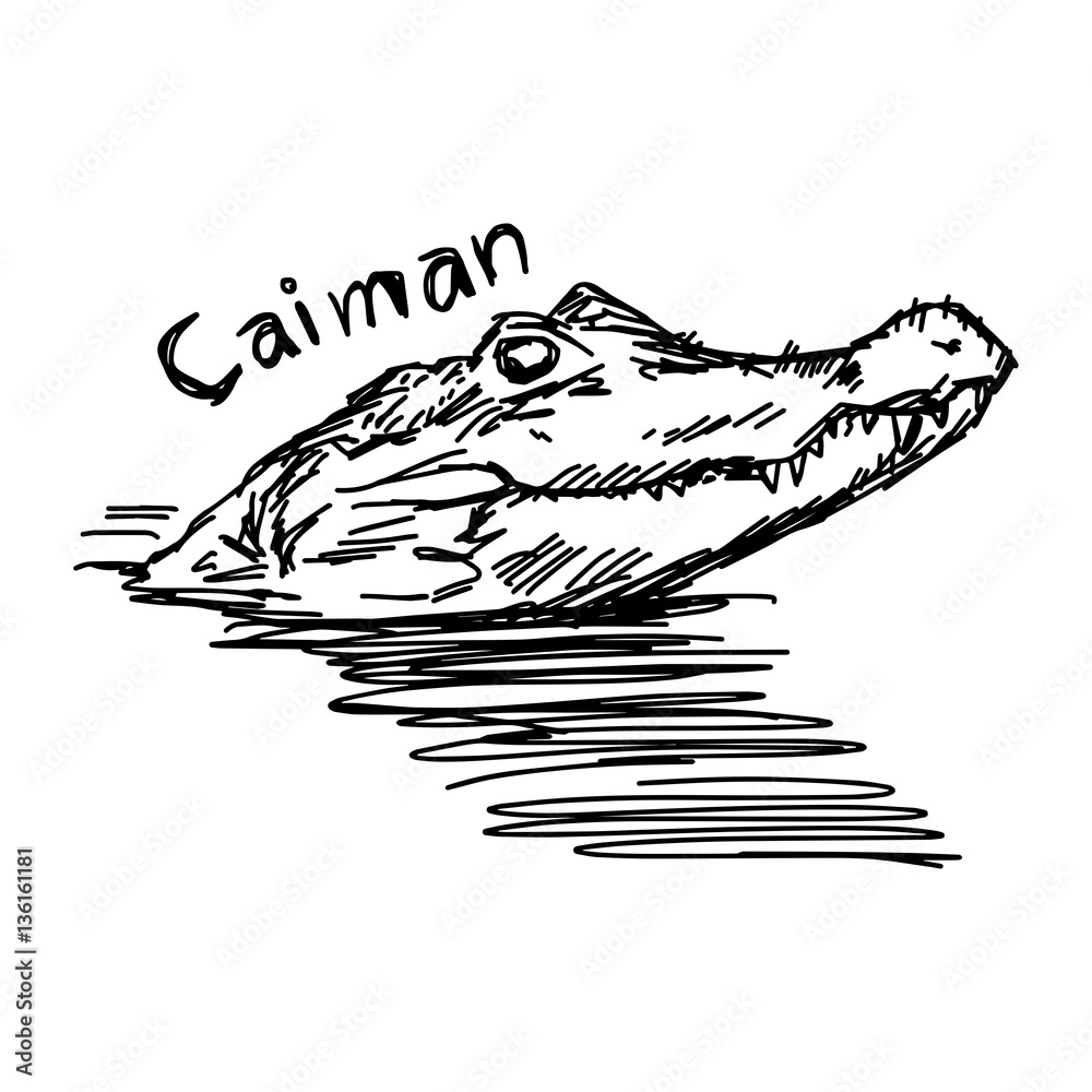 Fototapeta premium vector illustration sketch hand drawn with black lines of caiman head
