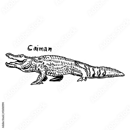 vector illustration sketch hand drawn with black lines of caiman