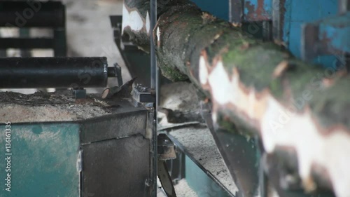 Pine Wood Trunk Trimming with Band saw at Sawmill