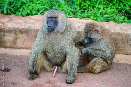 Family of olive baboons during grooming