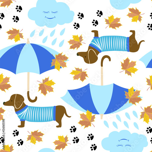 Dachshund dog and autumn rain