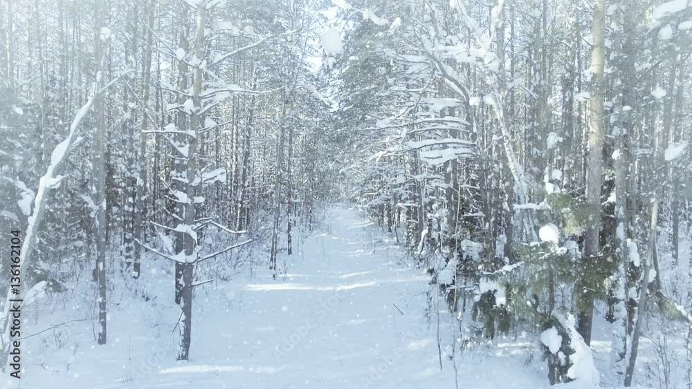 AERIAL Frozen winter forest dense, forest thicket, with nice snowfall and sun 4k uhd AERIAL Frozen winter forest dense, forest thicket, with nice snowfall and sun 4k uhd