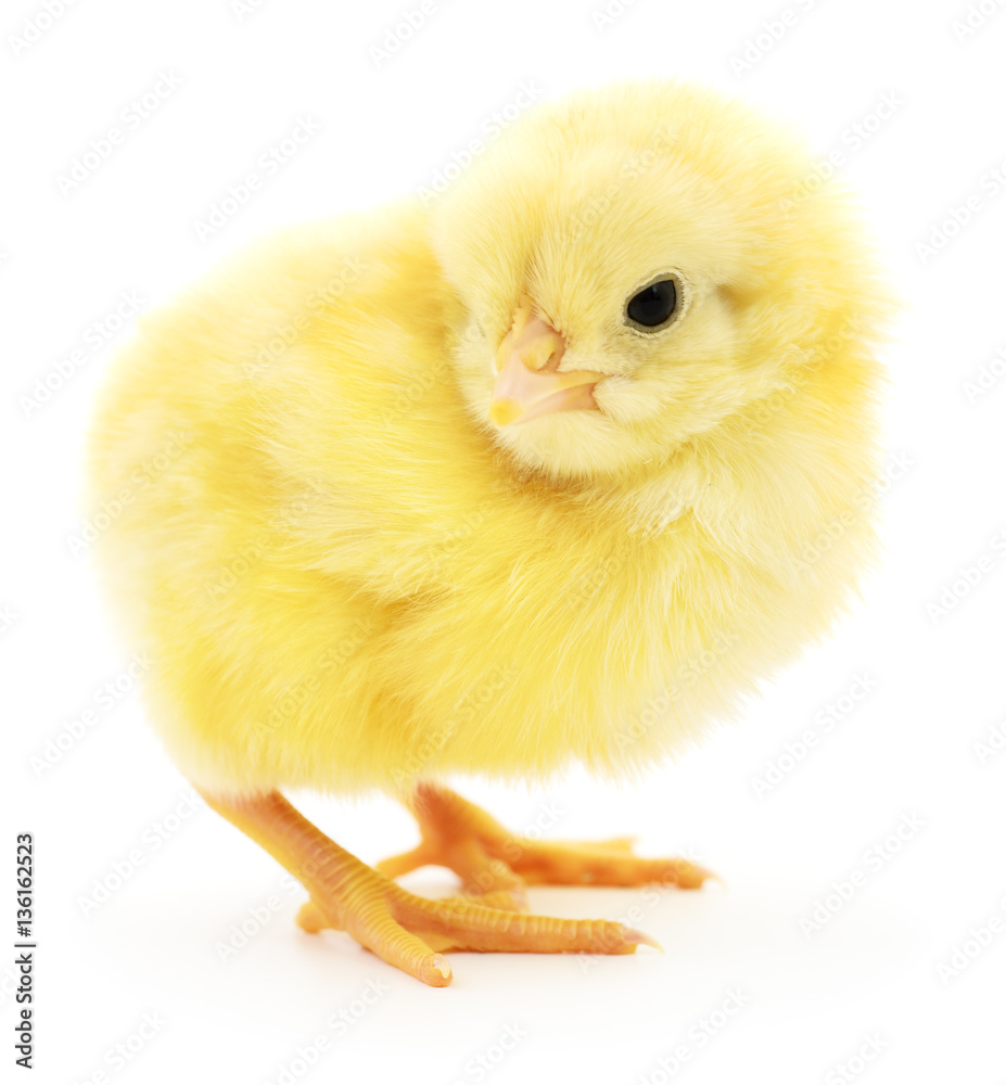 Obraz premium Small yellow chicken.