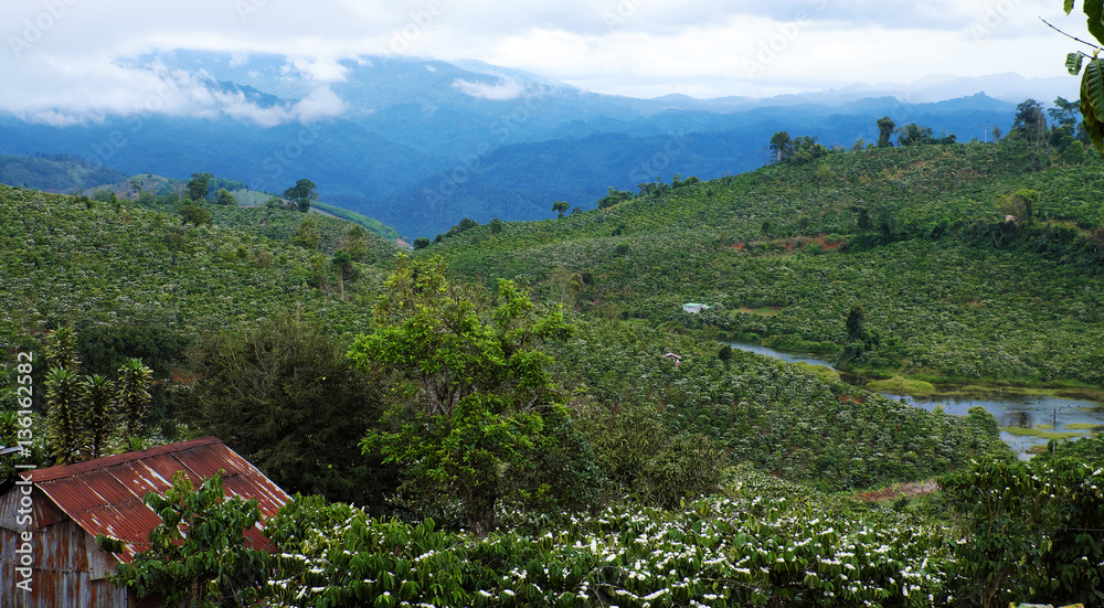 wide coffee plantation in blossoms season