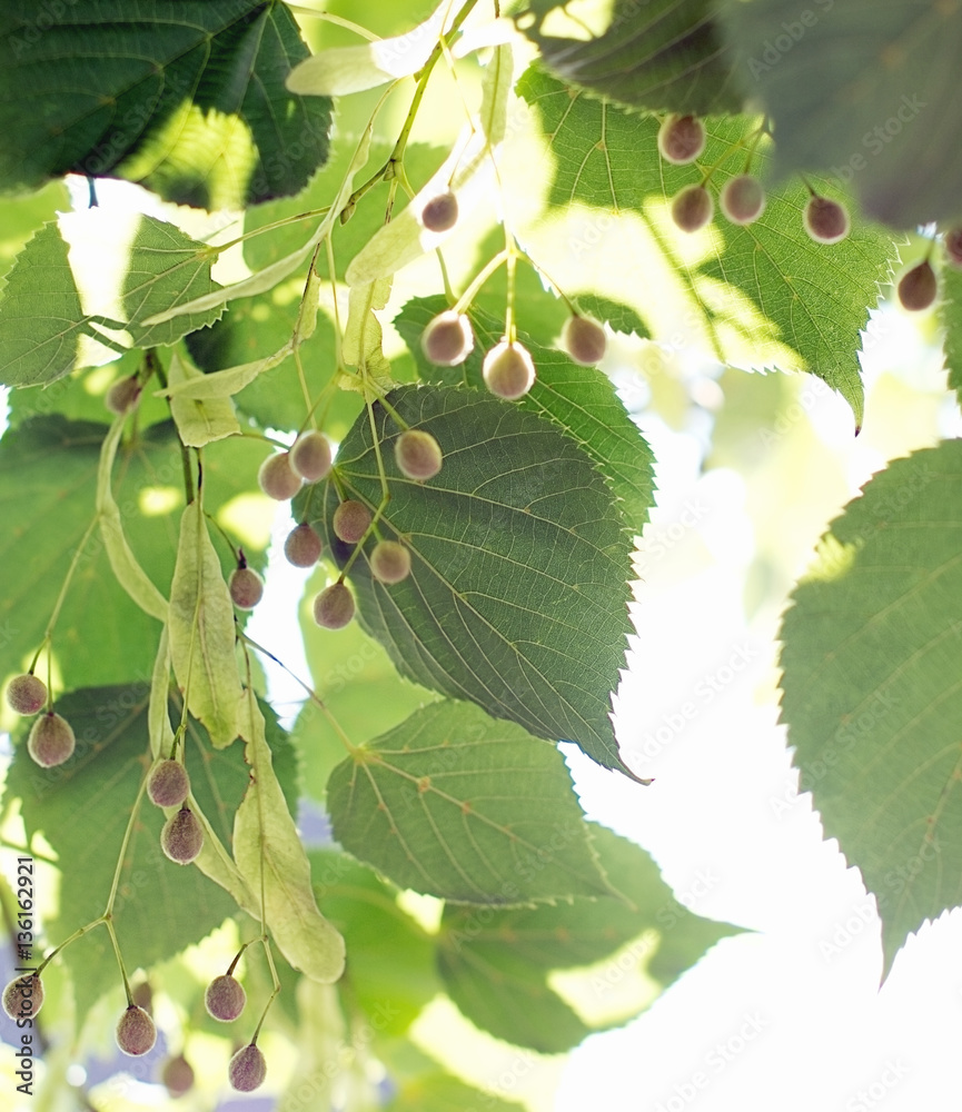 green background of branches of a Linden seed green background of branches of a Linden seed