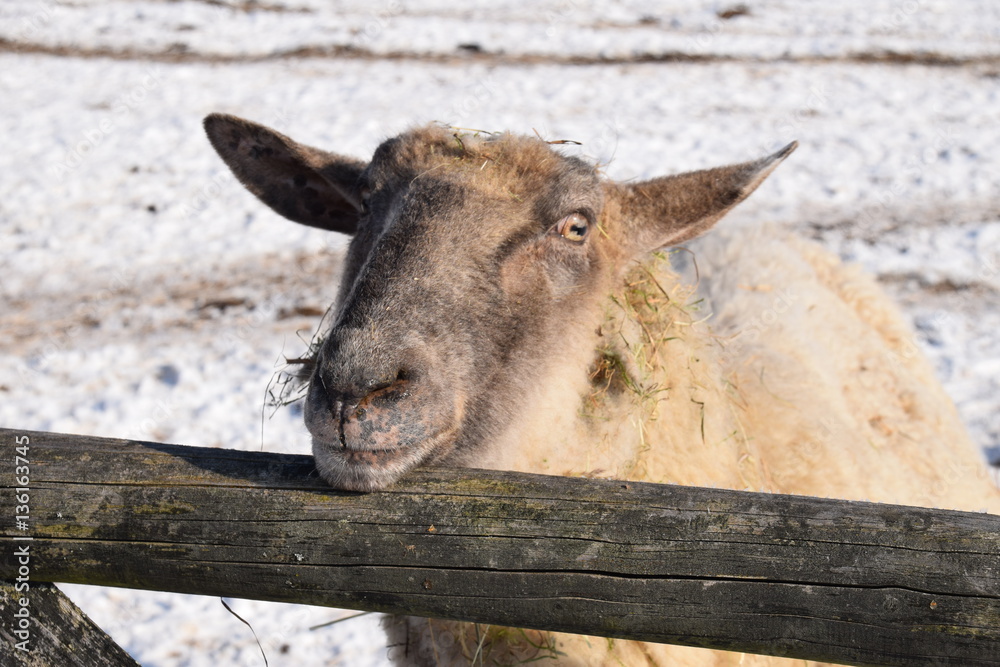 Ein Schaf im Winter auf der Winterweide im Schnee und Kälte. Ein Schaf im Winter auf der Winterweide im Schnee und Kälte.