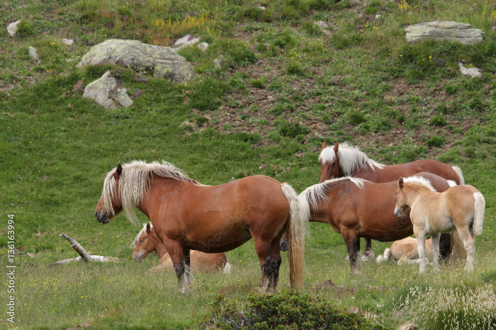 Fototapeta premium Cheval comtois dans les Pyrénées