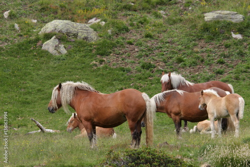 Cheval comtois dans les Pyrénées