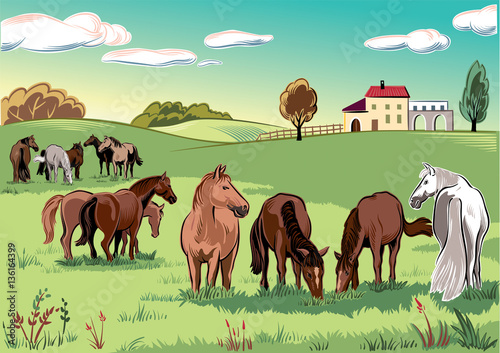 Group of horses grazing in a meadow.