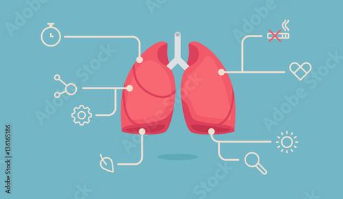 Lungs vector illustration photo