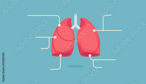 Lungs vector illustration
