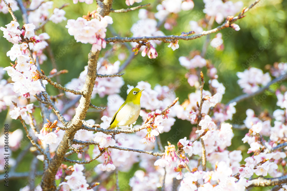 Mejiro, also called Japanese white-eye, and flowers of Kanzakura which is one of subspecies of cherry trees. Mejiro, also called Japanese white-eye, and flowers of Kanzakura which is one of subspecies of cherry trees.