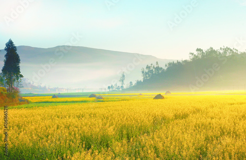 Sun shining on landscape of yellow flowers in China.
