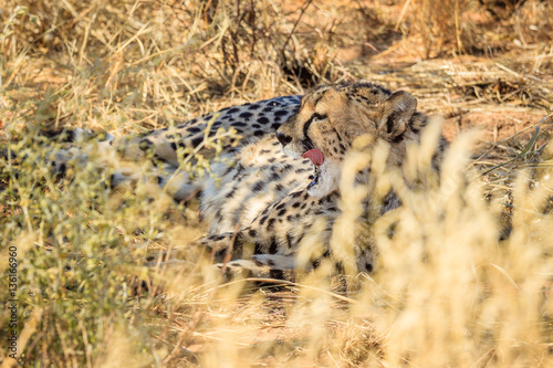 Gepard (Acinonyx jubatus), captive, Okonjima AfriCat Foundation, Otjiwarongo photo